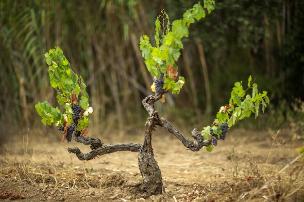 Free photo vineyard surrounded by dry grass under the sunlight with a blurry background