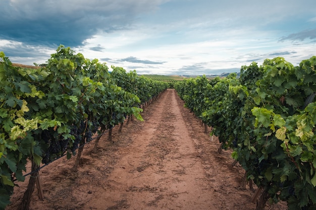 Free photo vineyards before the harvest in la rioja