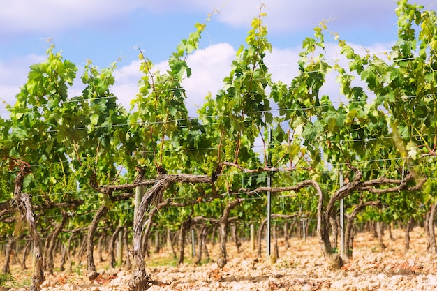 Free Photo vineyards near haro 