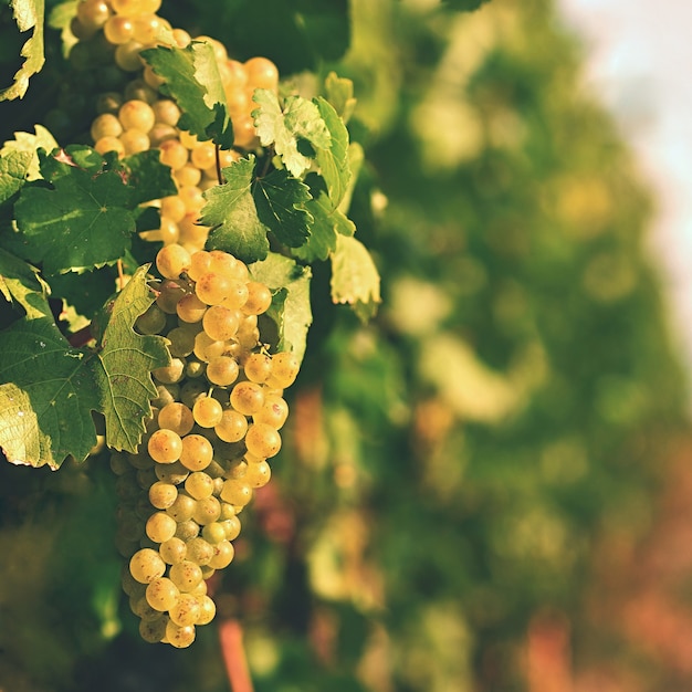 Free photo vineyards at sunset in autumn harvest. ripe grapes.wine region, southern moravia - czech republic. v