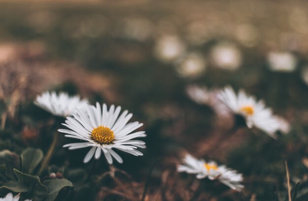 Vintage-style shot of the white flowers in the garden during daytime