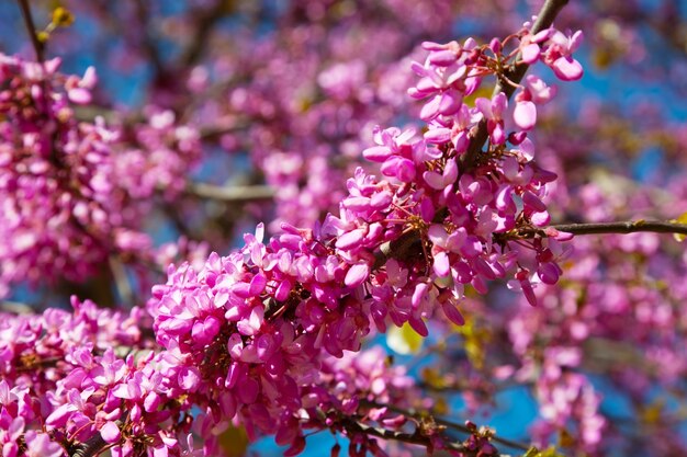 violet blossoming Cercis siliquastrum plant