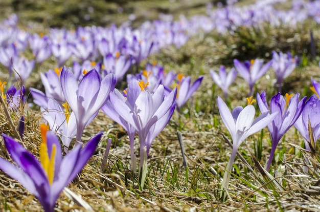 violet flowers in the field