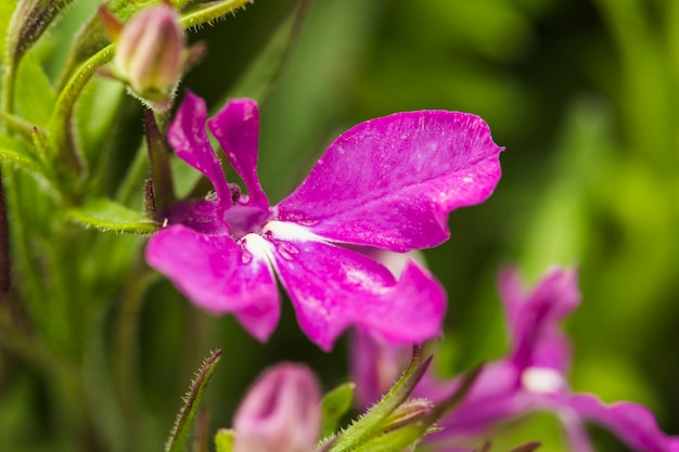 Violet petals of flowers and green leaves