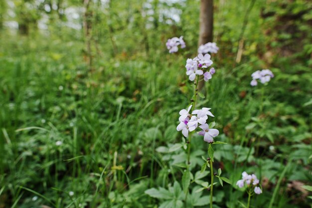 Violet saponaria flowering plants at forest Grass soap Soapworts flower