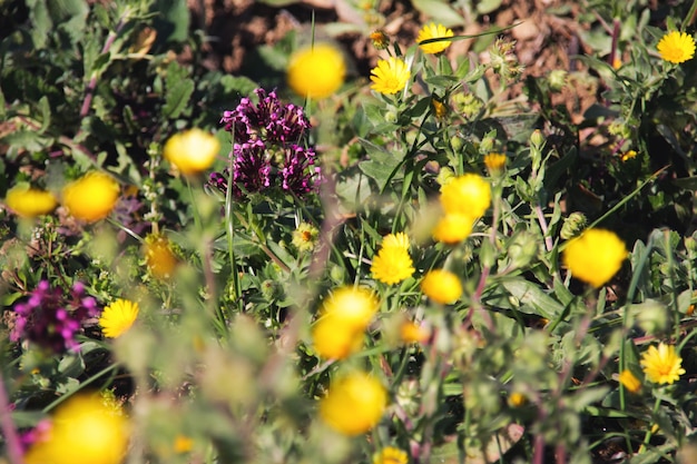 Free Photo violet and yellow flowers