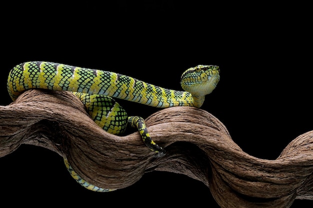 Free photo viper snake tropidolaemus wagleri closeup on branch