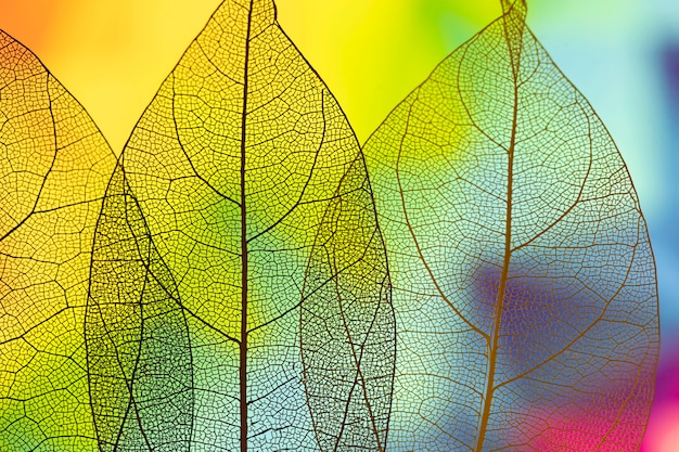 Free Photo vivid abstract green autumn leaves