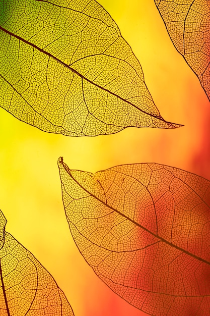 Vivid colored transparent autumn foliage