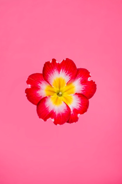 Free photo vivid flower on ink