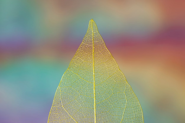 Vivid transparent yellow autumn leaf