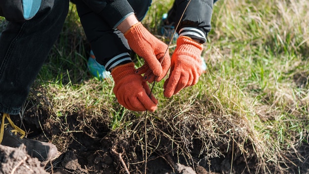 Volunteers planting trees in nature