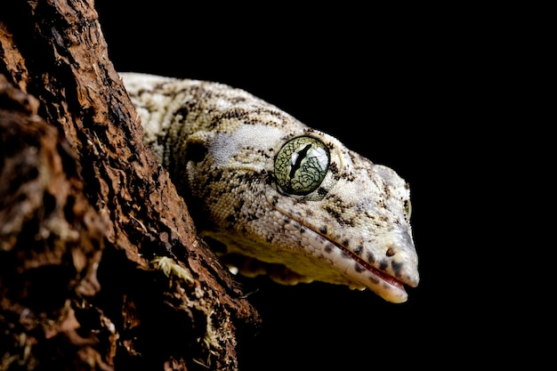 Free photo vorax gecko or giant halmaheran gecko closeup