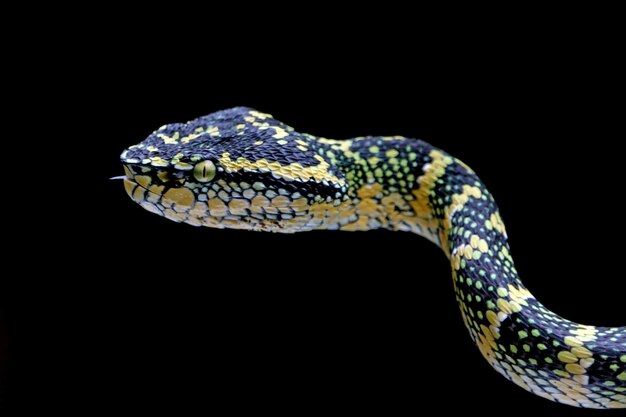 Wagleri viper snake closeup head on branch beautiful color wagleri snake