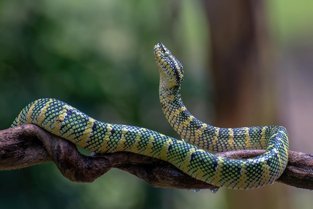 Wagleri viper snake closeup head on branch beautiful color wagleri snake