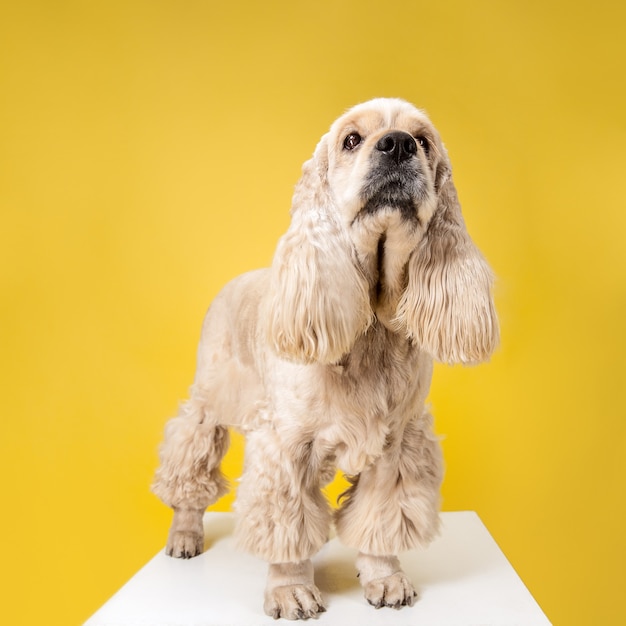 Free Photo wait for me, human. american spaniel puppy. cute groomed fluffy doggy or pet is sitting isolated on yellow background. studio photoshot. negative space to insert your text or image.