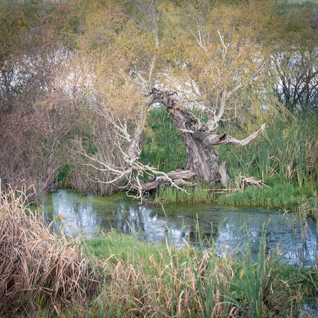 Free photo wakkerstroom wetland.