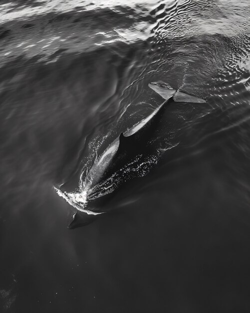 Wale in the wild in black and white