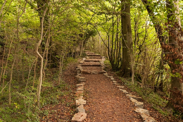 A walk in the woods - Wye valley