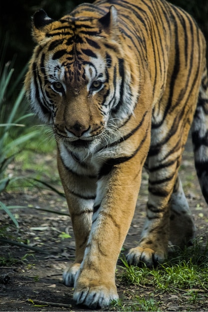 walking tiger on the grassy land