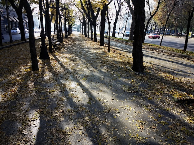 Free photo walkway through many trees around the park during daytime