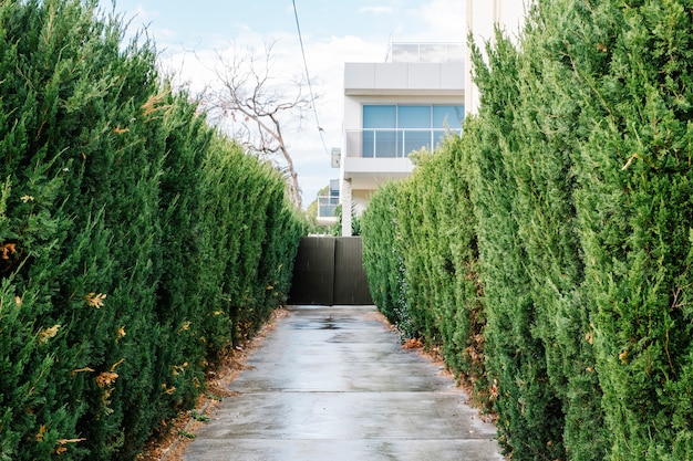 walkway and tree