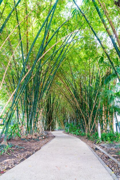 walkway with bamboo