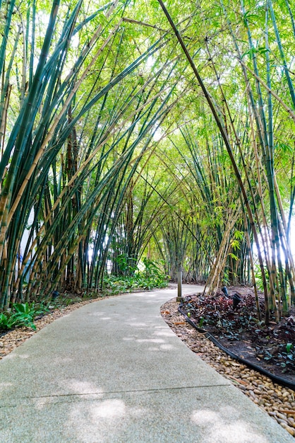 walkway with bamboo