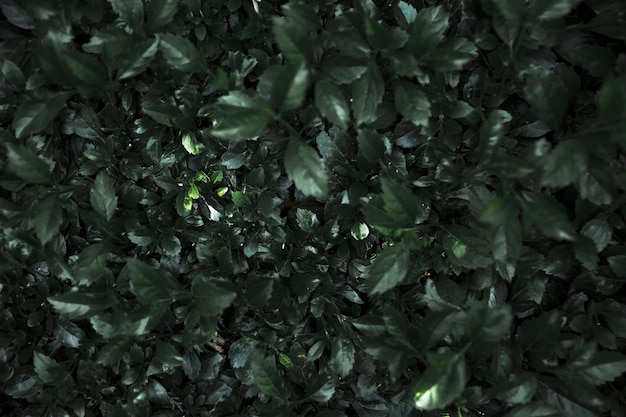 Free photo wall of lovely dark plants