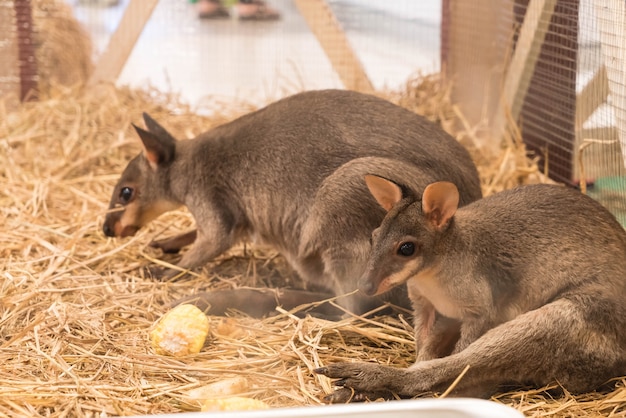 Wallaby or Mini Kangaroo