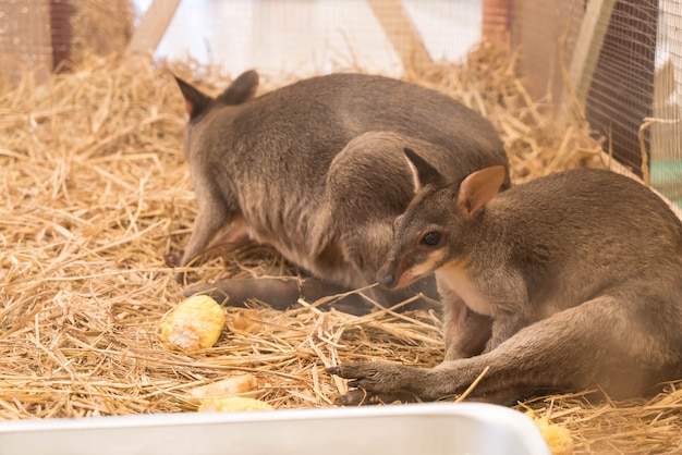 Free photo wallaby or mini kangaroo