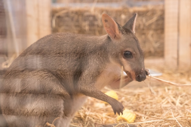 Wallaby or Mini Kangaroo