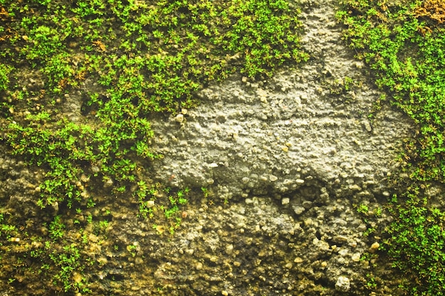 Free Photo wallpaper close-up outdoors rough texture