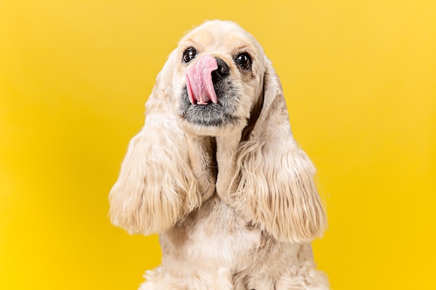 Free Photo want something tasty. american spaniel puppy. cute groomed fluffy doggy or pet is sitting isolated on yellow background. studio photoshot. negative space to insert your text or image.