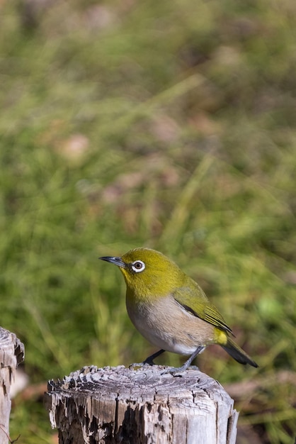 Warbling whiteeye or Japanease whiteeye bird perching on the tree branch