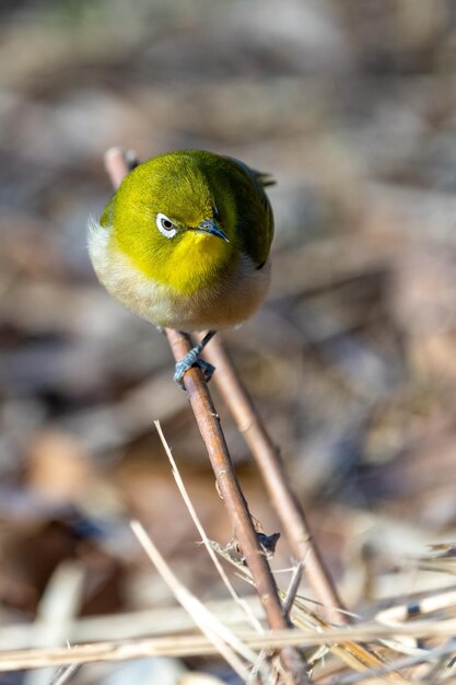 Warbling whiteeye or Japanease whiteeye bird perching on the tree branch