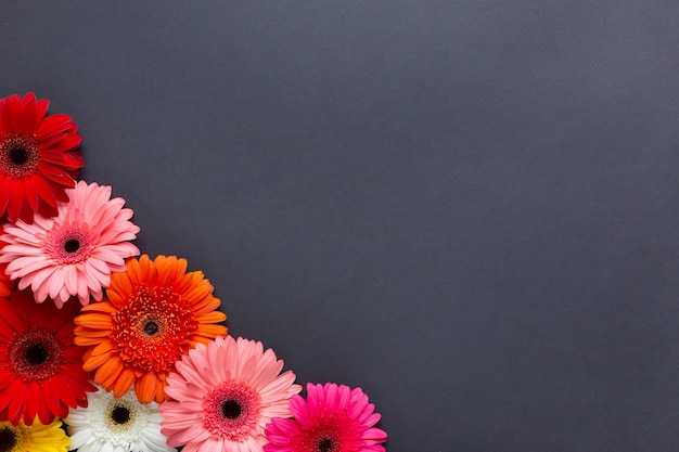 Free photo warm colours of gerbera flowers on black background