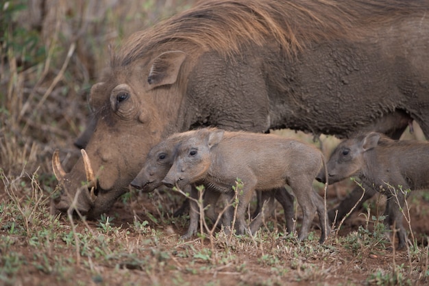 Warthog looking for food together with her piglets