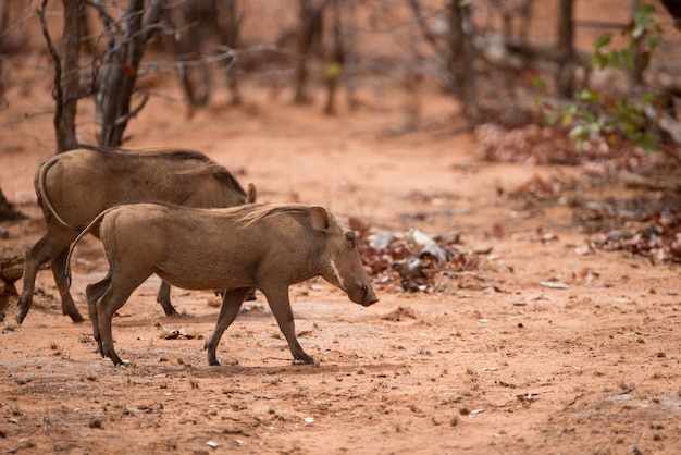 Warthogs walking in a dry savanna