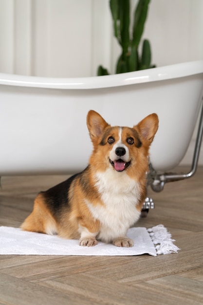 Washing pet dog at home