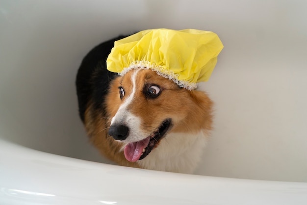 Free Photo washing pet dog at home