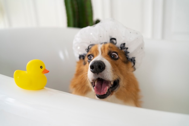 Washing pet dog at home