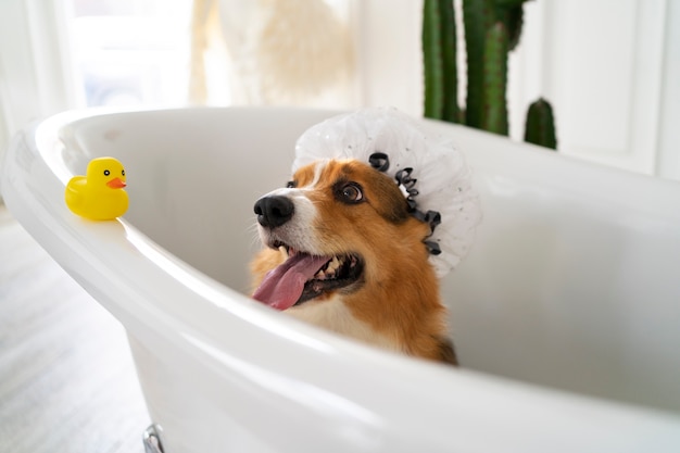 Free Photo washing pet dog at home