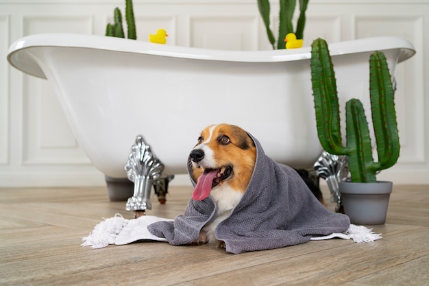 Free Photo washing pet dog at home