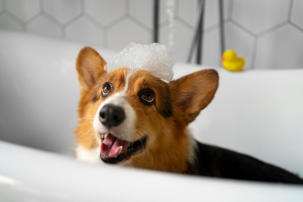 Free Photo washing pet dog at home