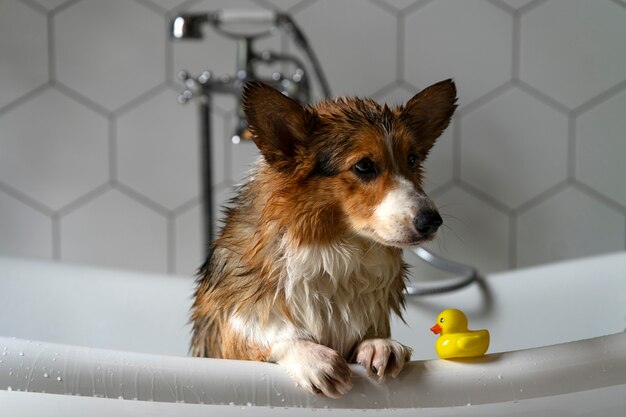 Washing pet dog at home