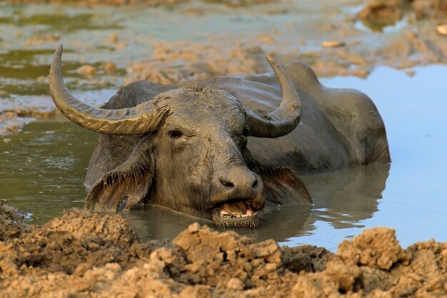 Water buffalo are bathing in a lake in Sri Lanka