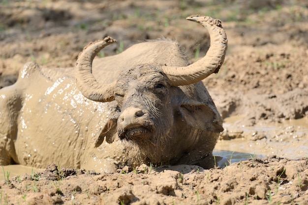 Free photo water buffalo are bathing in a lake in sri lanka