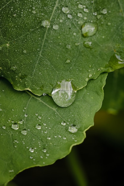 Free photo water drop on green leaf