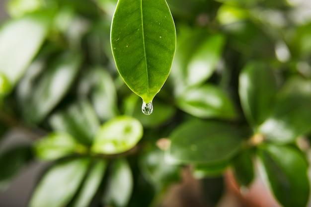 Water drop on leaf